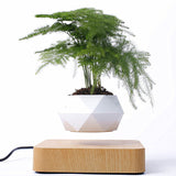 Magnetic Bonsai | Floating Plant Rack | Magnetic Floating Display | Stunning Modern Decor | Great Gift For Xmas -