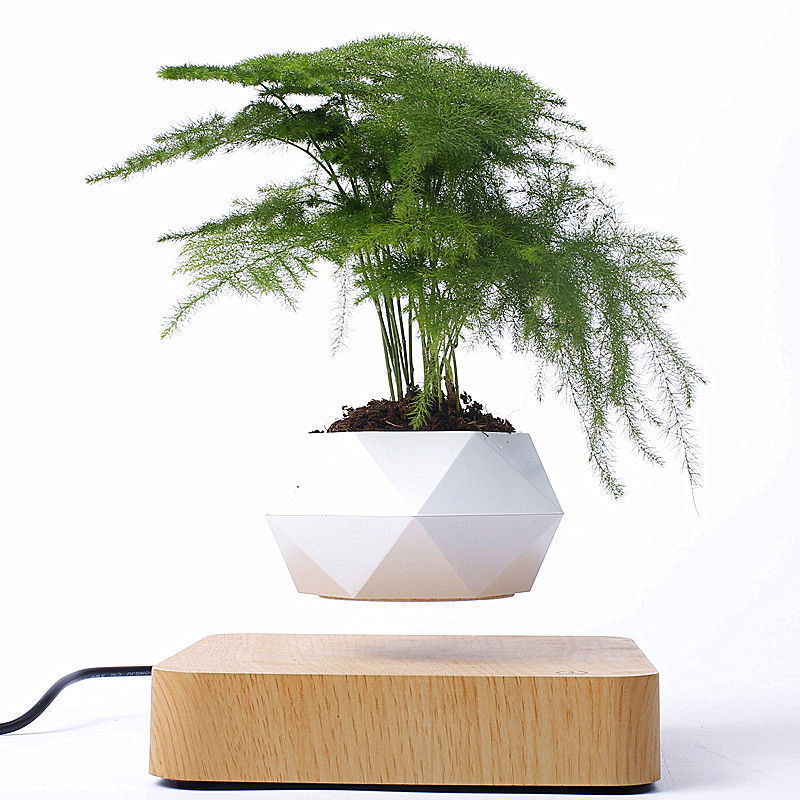 Magnetic Bonsai | Floating Plant Rack | Magnetic Floating Display | Stunning Modern Decor | Great Gift For Xmas -
