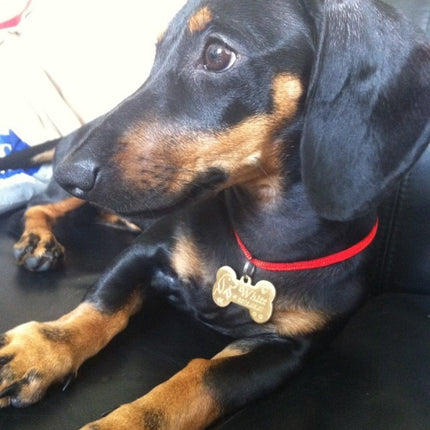 Custom made brass pet Pendant